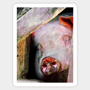 Pigs - Pig Sleeping Sticker